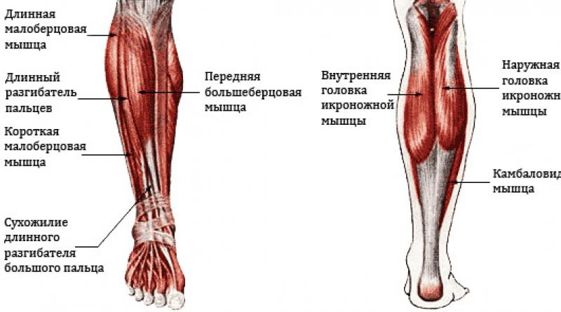 Мышцы голени человека: трехглавая, икроножная, сгибатели, их анатомия и функции Дистальное сухожилие трехглавой мышцы голени
